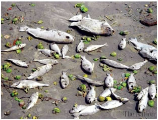 Dead fish